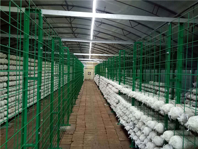 食用菌工廠化網(wǎng)格_食用菌工廠化網(wǎng)格價(jià)格_食用菌工廠化網(wǎng)格廠家